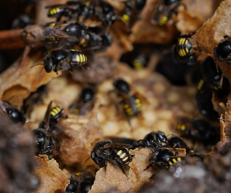 OFICINA DE INTRODUÇÃO À MELIPONICULTURA (abelhas sem ferrão)