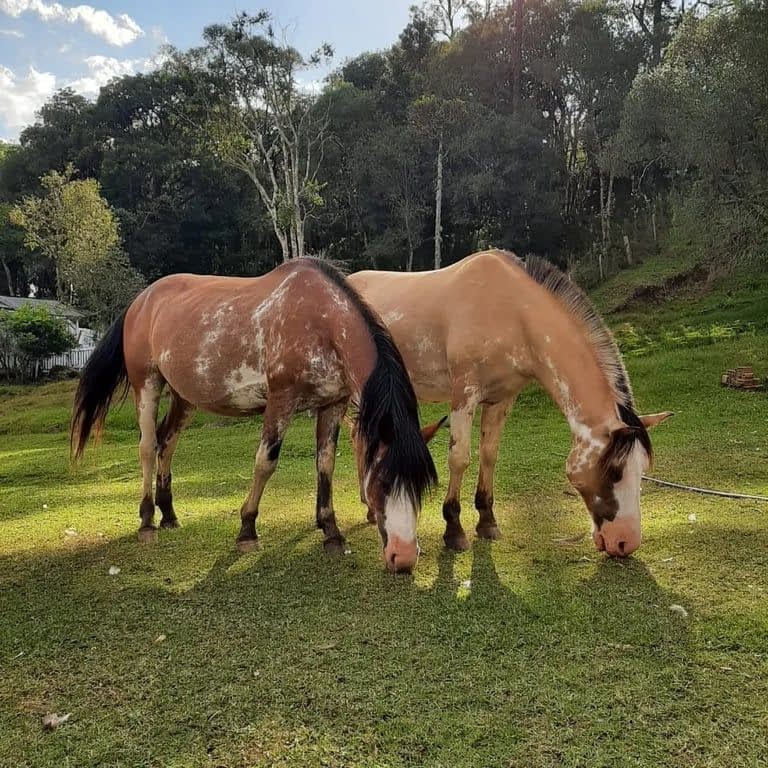 CAFÉ DA TARDE E TRILHA CACHOEIRA ENCANTADA