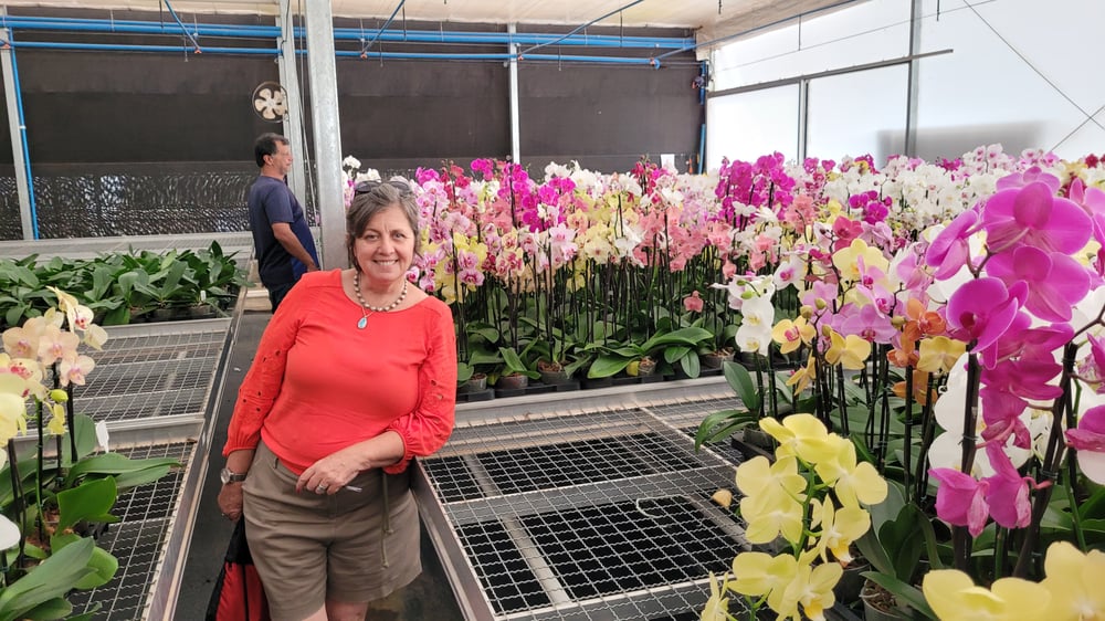 Conheça uma produção de orquídeas em Holambra!