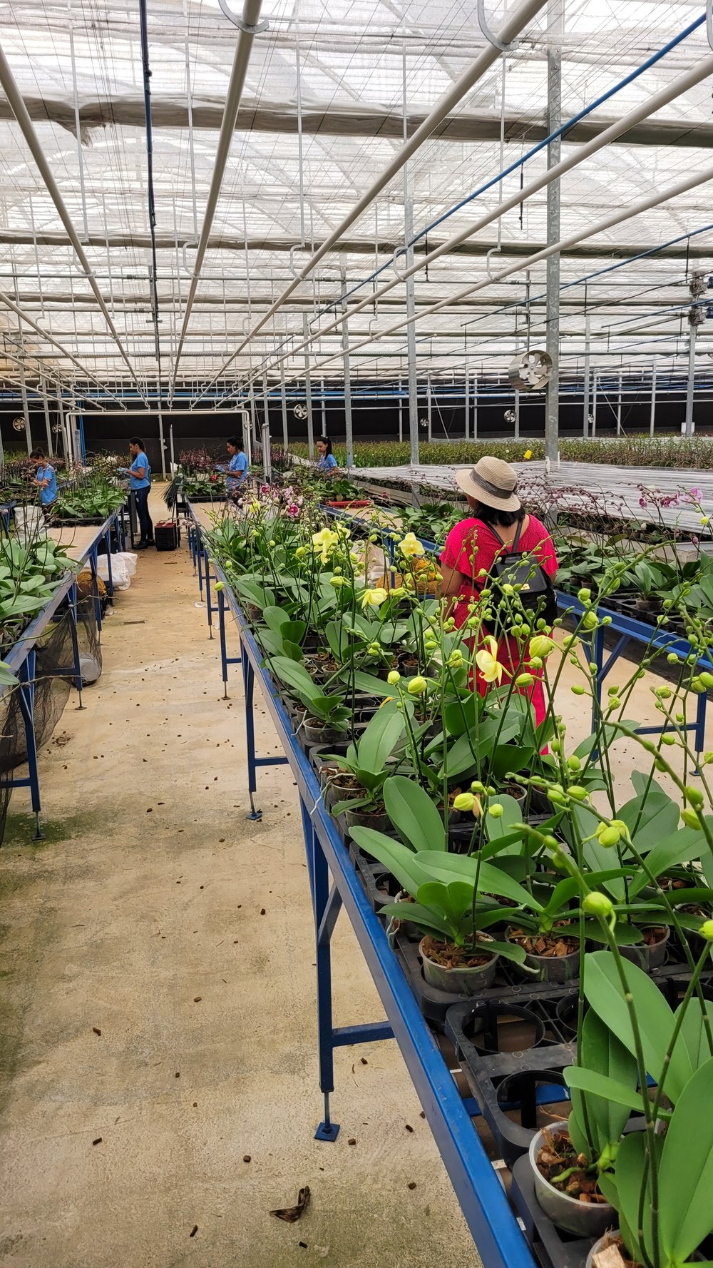 Conheça uma produção de orquídeas em Holambra!