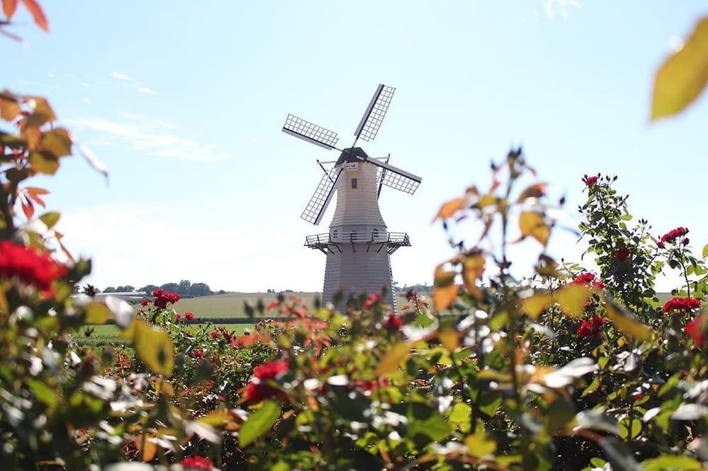 FANTÁSTICO PASSEIO A UMA AUTÊNTICA FAZENDA DE FLORES E PLANTAS 