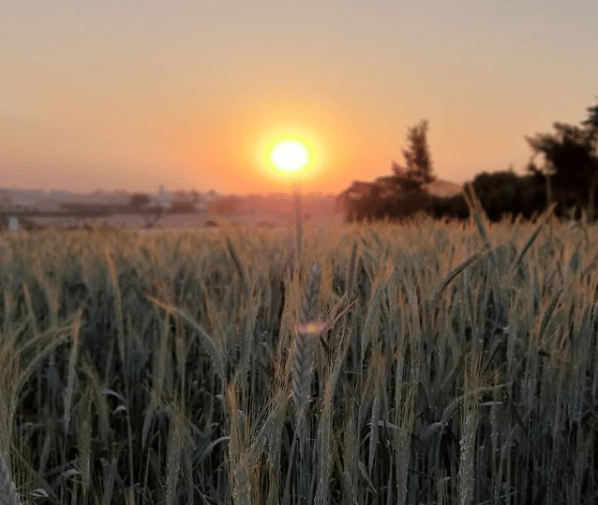 BLOEMEN PARK - O INCRÍVEL PARQUE DAS FLORES