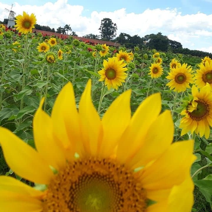 FANTÁSTICO PASSEIO A UMA AUTÊNTICA FAZENDA DE FLORES E PLANTAS 