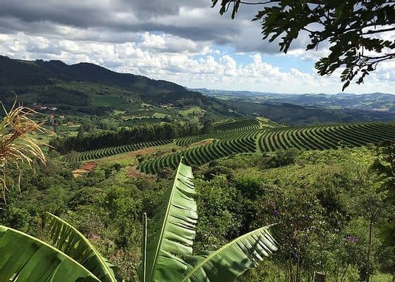 COFFEE TOUR COM ESPECIALISTAS + DEGUSTAÇÃO