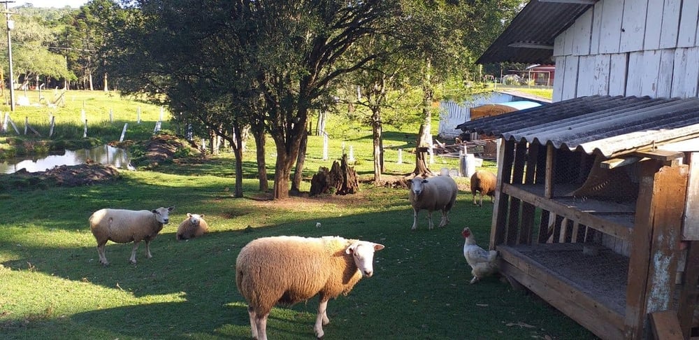 CAFÉ DA TARDE E TRILHA CACHOEIRA ENCANTADA