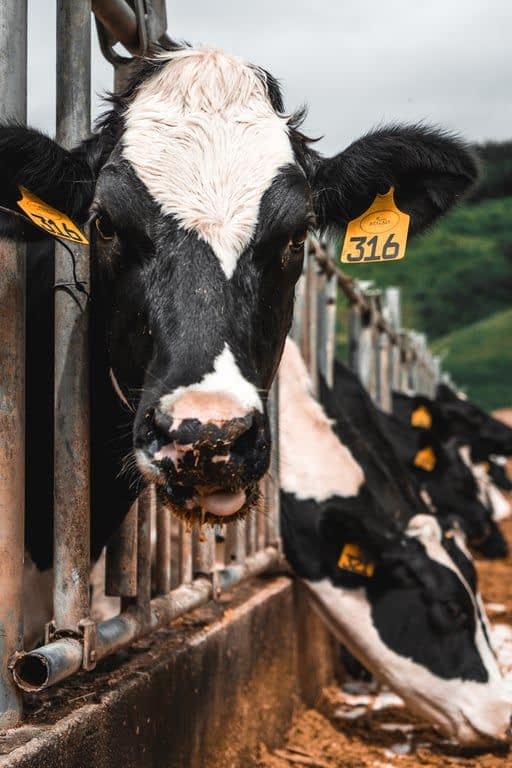 FAZENDA ATALAIA ESPECIAL: ALMOÇO + VISITA GUIADA + DEGUSTAÇÃO DE QUEIJOS