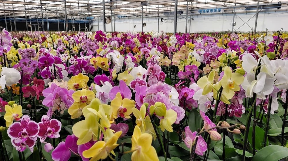 ORQUÍDEAS TOUR - CORES E BELEZA PARA ENCANTAR VOCÊ