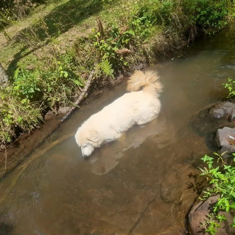 CAFÉ DA TARDE E TRILHA CACHOEIRA ENCANTADA