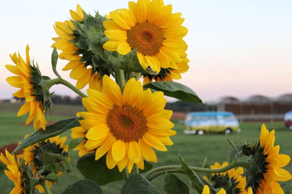 FANTÁSTICO PASSEIO A UMA AUTÊNTICA FAZENDA DE FLORES E PLANTAS 