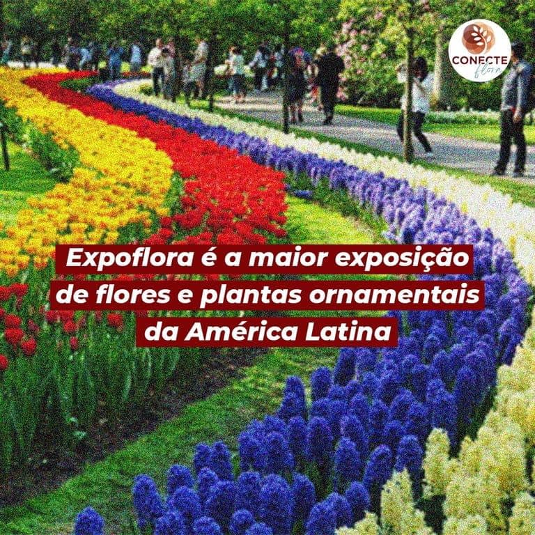 Pacote Amor Perfeito Expoflora