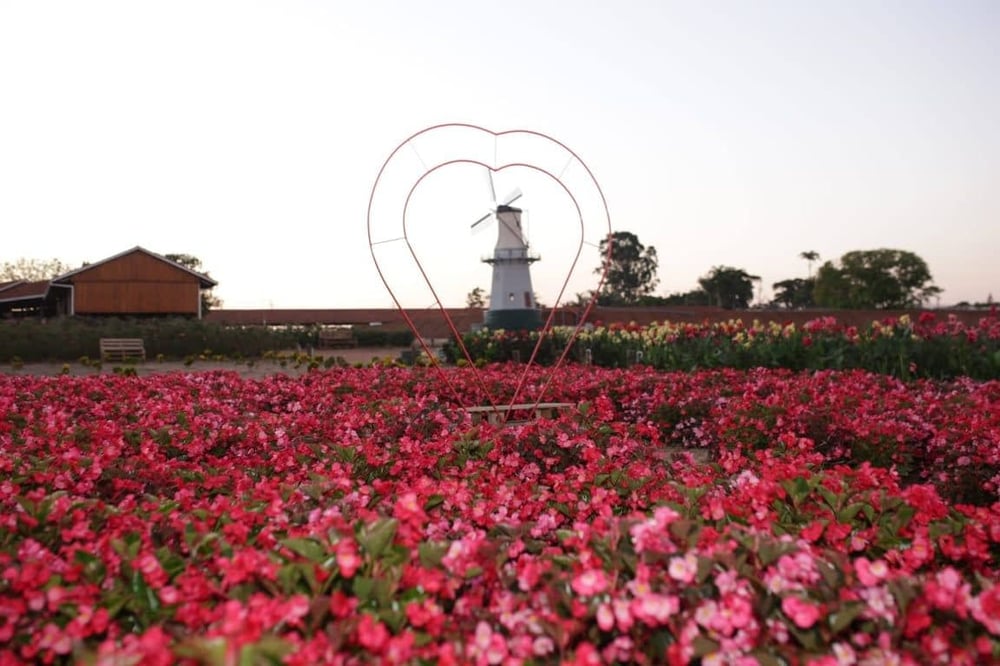 FANTÁSTICO PASSEIO A UMA AUTÊNTICA FAZENDA DE FLORES E PLANTAS 