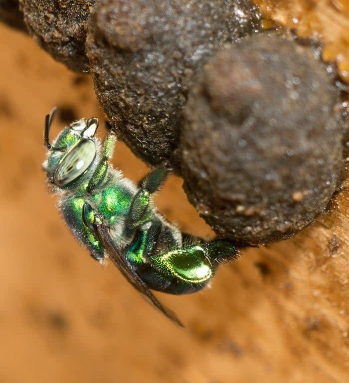 OFICINA DE INTRODUÇÃO À MELIPONICULTURA (abelhas sem ferrão)