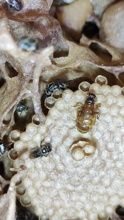 OFICINA DE INTRODUÇÃO À MELIPONICULTURA (abelhas sem ferrão)