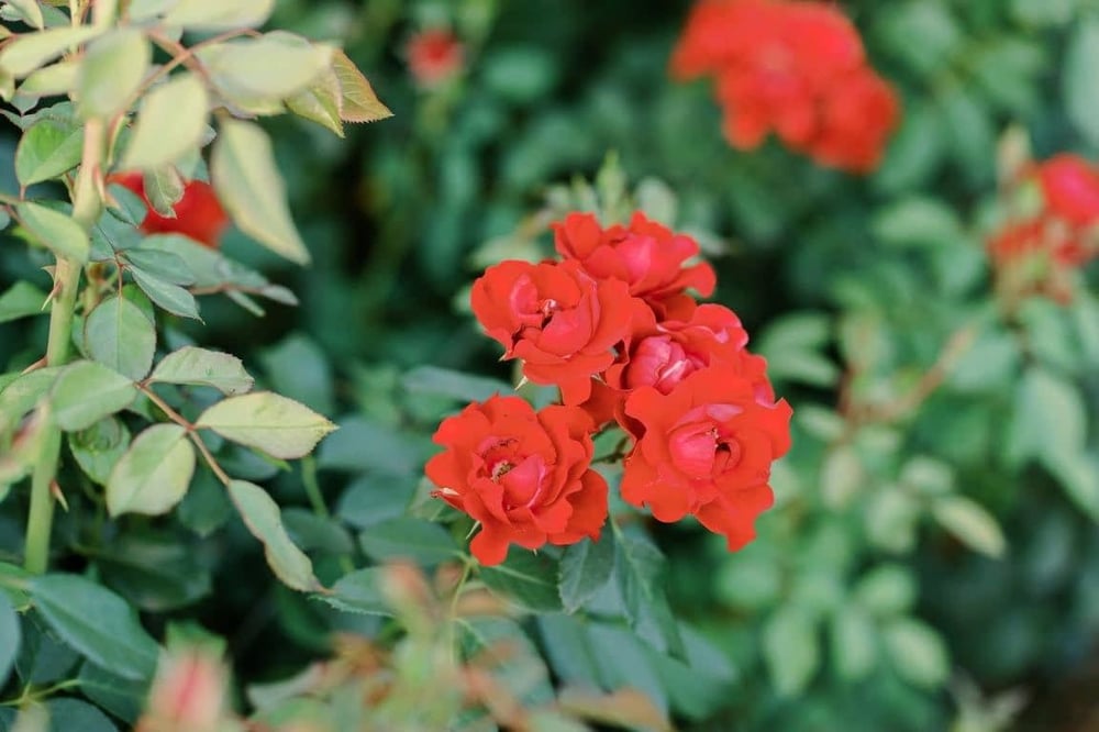 BLOEMEN PARK - O INCRÍVEL PARQUE DAS FLORES