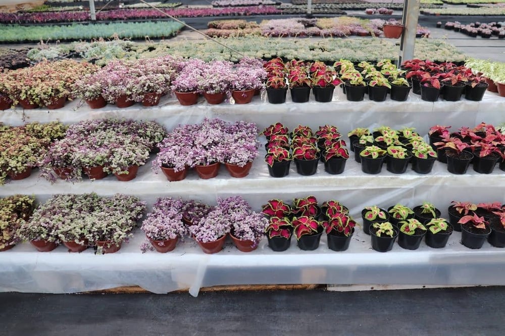 FANTÁSTICO PASSEIO A UMA AUTÊNTICA FAZENDA DE FLORES E PLANTAS 