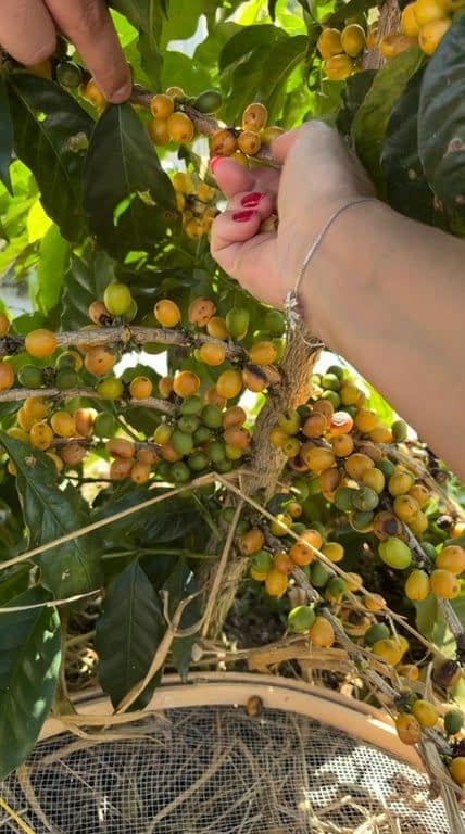 AGROFLORESTA MONALISA: DA COLHEITA DO CAFÉ AO CAFÉ DA MANHÃ, VIVÊNCIA AUTÊNTICA 
