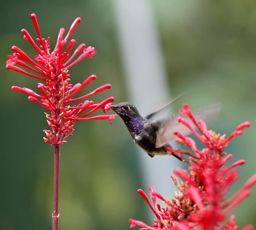 OBSERVAÇÃO DE AVES NO PARQUE ECOLÓGICO MONSENHOR SALIM