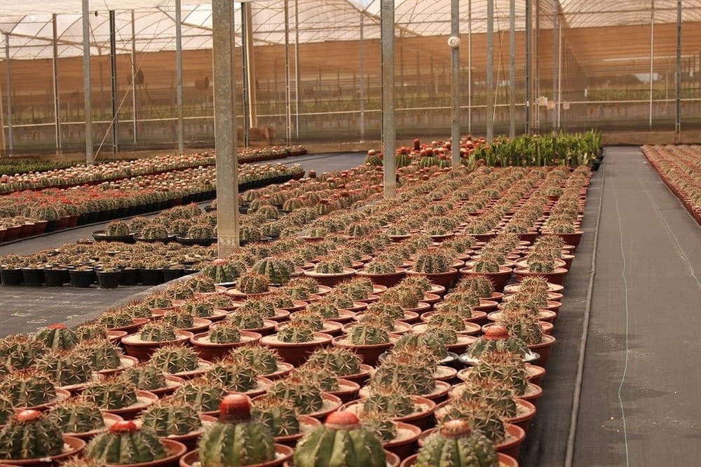 FANTÁSTICO PASSEIO A UMA AUTÊNTICA FAZENDA DE FLORES E PLANTAS 