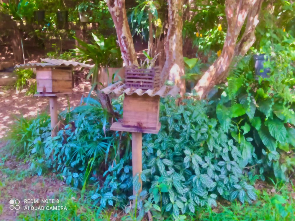 Criação de abelhas sem ferrão