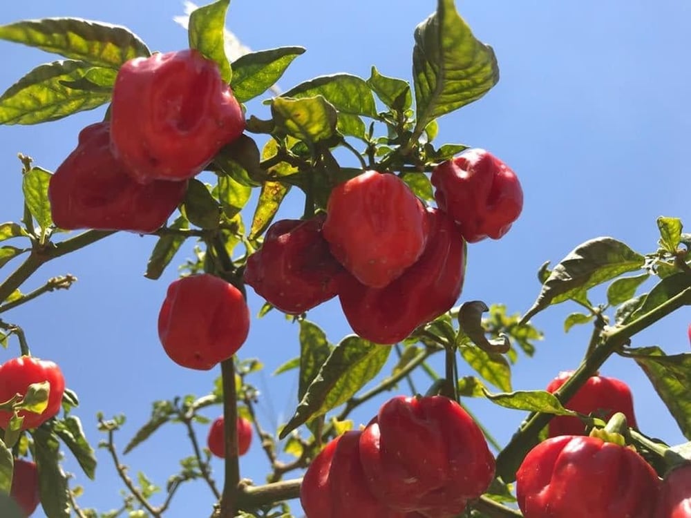 DEGUSTAÇÃO ORIENTADA DE PIMENTAS E GELÉIAS NO SÍTIO JOELJER