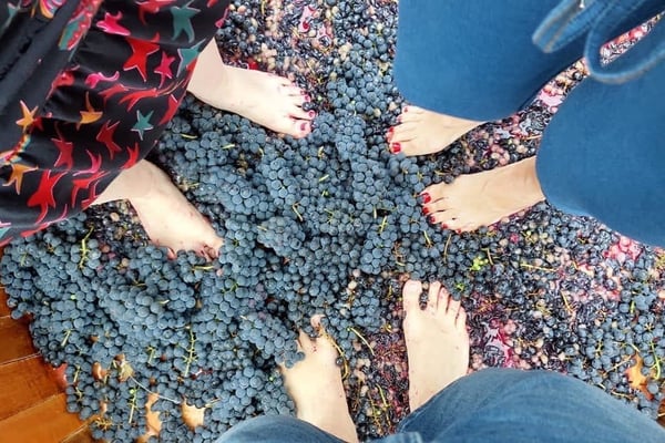 VINDIMA NA VINÍCOLA CARMELA