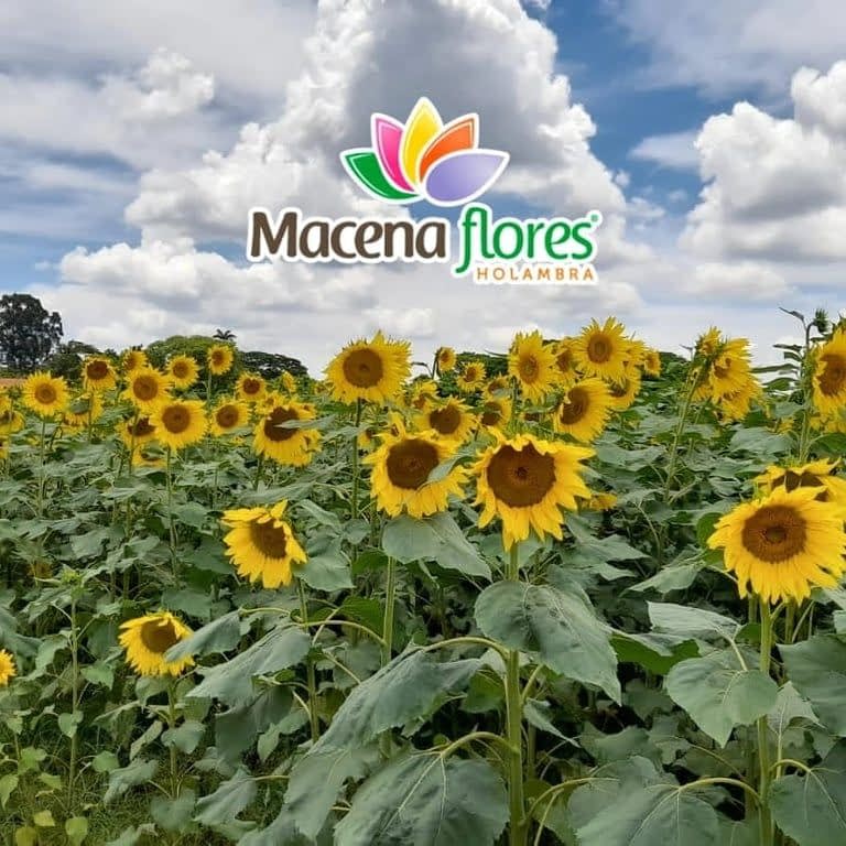 FANTÁSTICO PASSEIO A UMA AUTÊNTICA FAZENDA DE FLORES E PLANTAS 