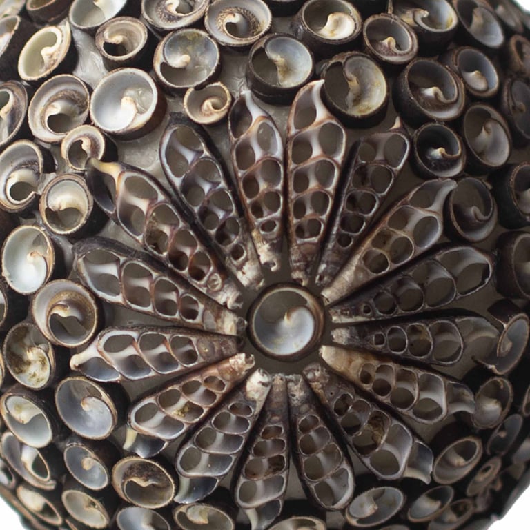 Bohemian Sea Shell Lamp (15cm) - Chocolate Twist Oval Design - Boho Brand