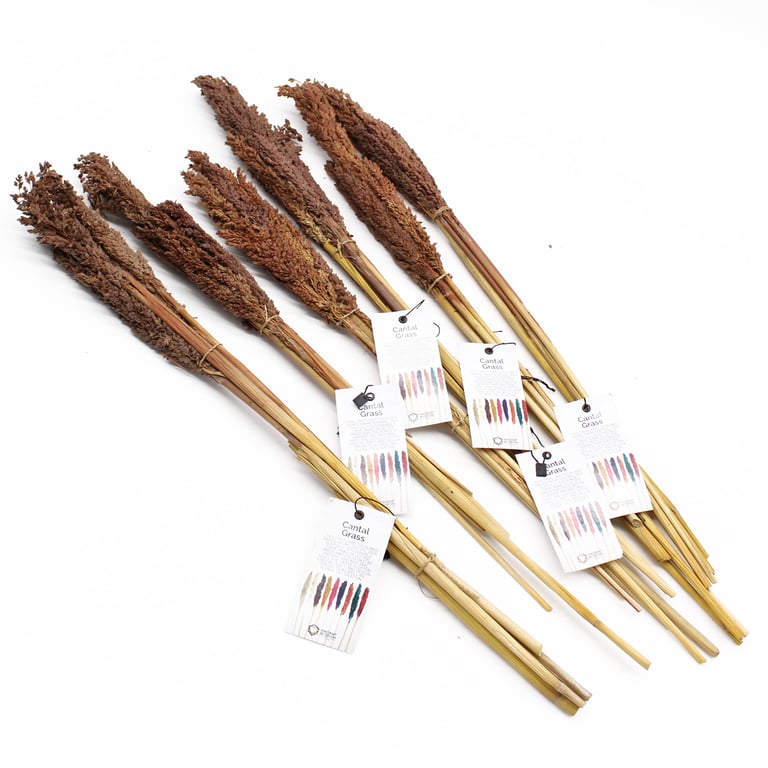 Organic Cantaloupe Grass Bunch - Chocolate Flavored Natural Snack