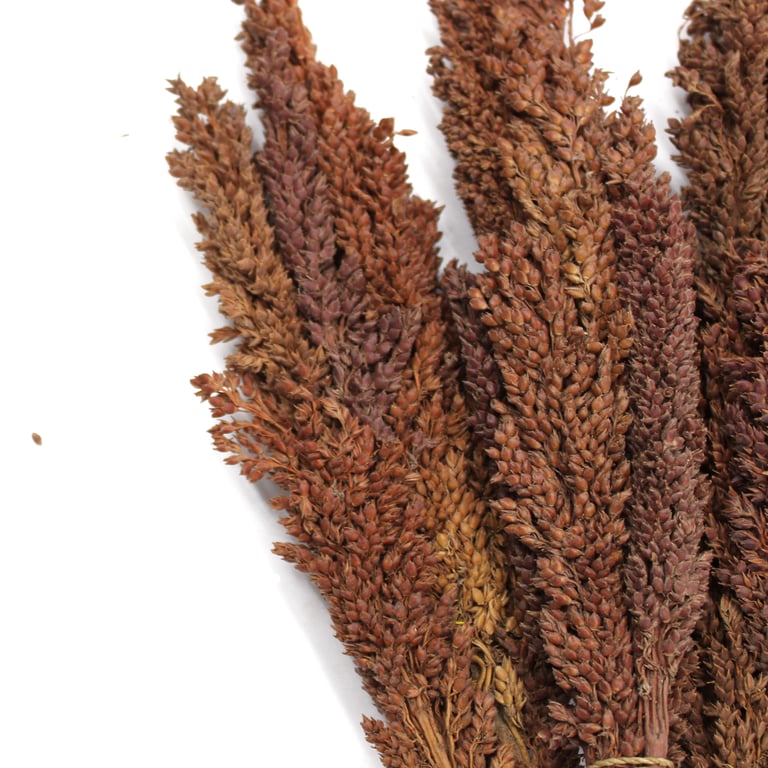 Organic Cantaloupe Grass Bunch - Chocolate Flavored Natural Snack