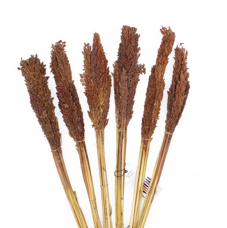 Organic Cantaloupe Grass Bunch - Chocolate Flavored Natural Snack