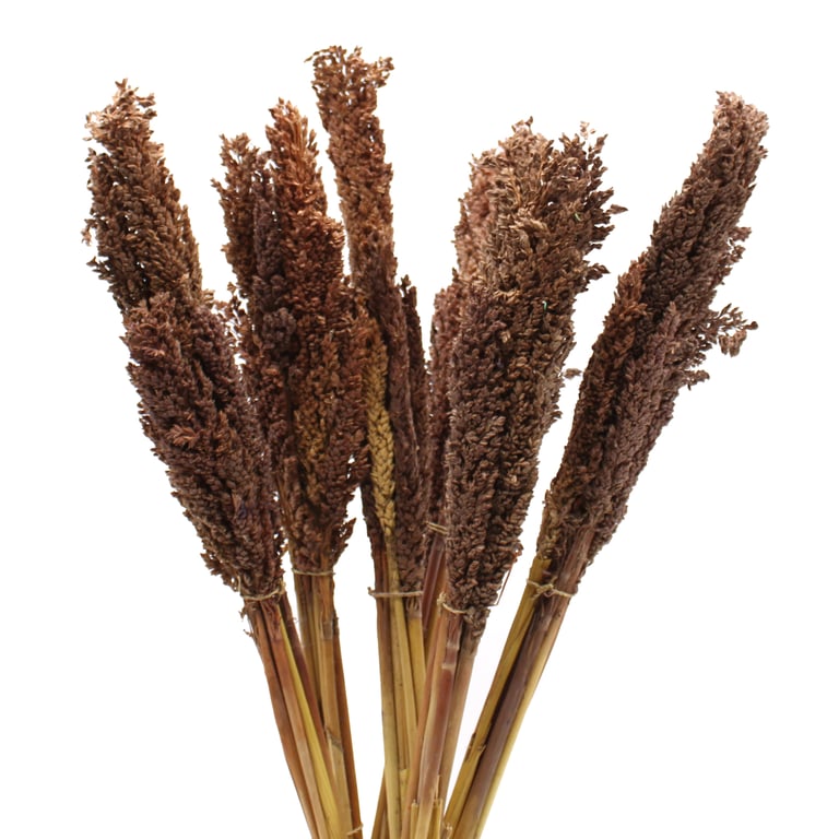 Organic Cantaloupe Grass Bunch - Chocolate Flavored Natural Snack