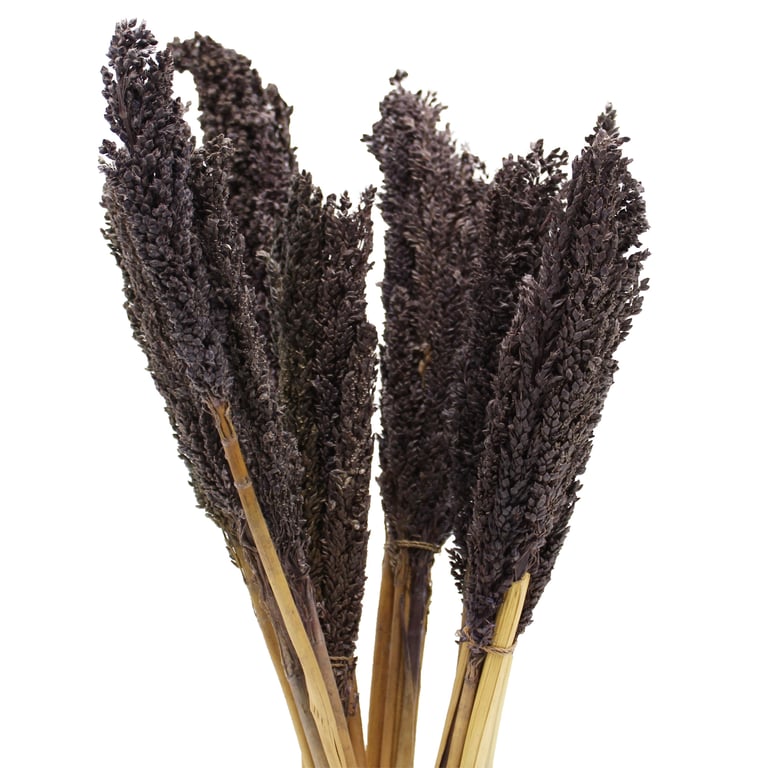 Cantal Grass Bunch - Black Natural Decor Accent