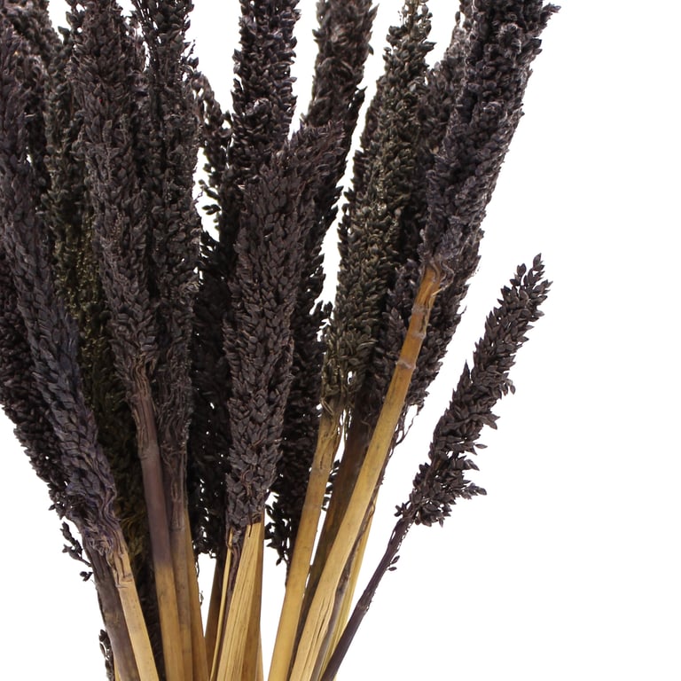 Cantal Grass Bunch - Black Natural Decor Accent