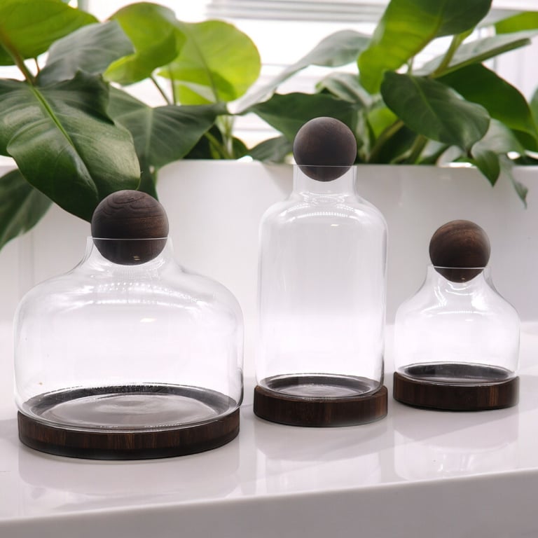 Terrarium (Medium Ball Top) - Dark Tung Wood Base
