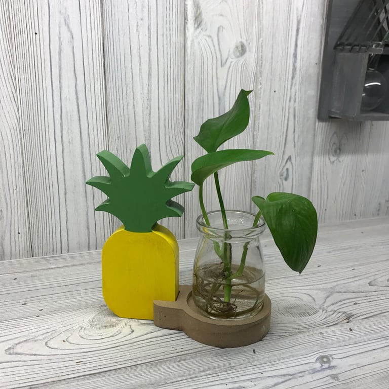 Hydroponic Pineapple Planter - Indoor Home Decor and Hydroponics Kit