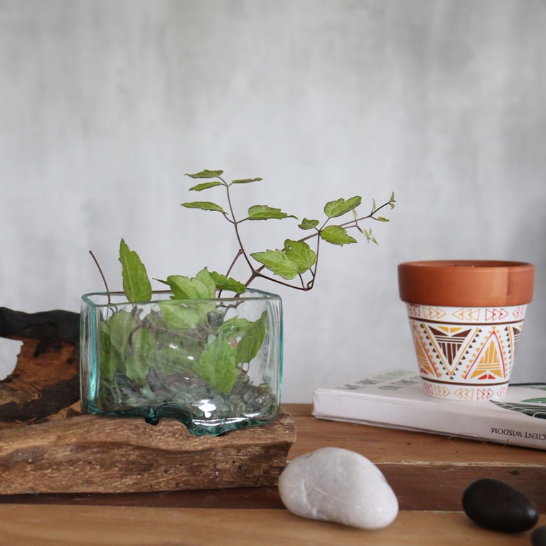 Glass Tank Bowl (Small) on Wood Stand - Molten Design