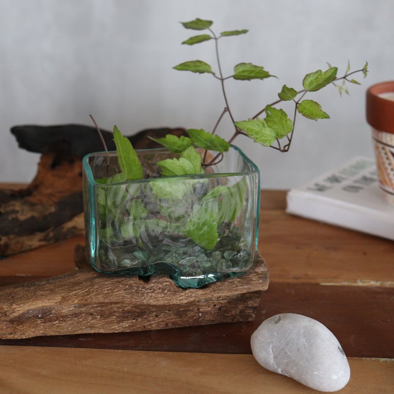 Glass Tank Bowl (Small) on Wood Stand - Molten Design