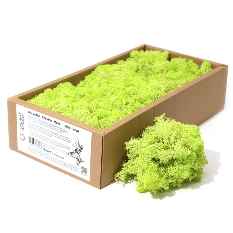 Mint Green Decoration Reindeer Moss (500gm) - Natural Touch Home Décor