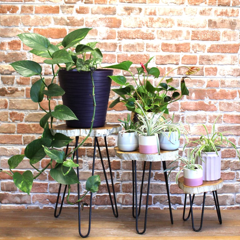 3-Piece Gamal Wood Plant Stand Set - Whitewash (Gamal)