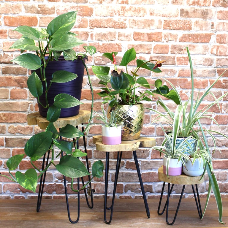 3-Piece Gamal Wood Plant Stand Set - Natural - Durable & Stylish