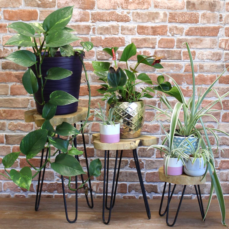 3-Piece Gamal Wood Plant Stand Set - Natural - Durable & Stylish
