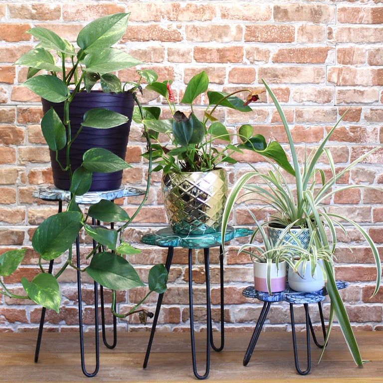 3 Piece Albasia Wood Turtle Plant Stand Set