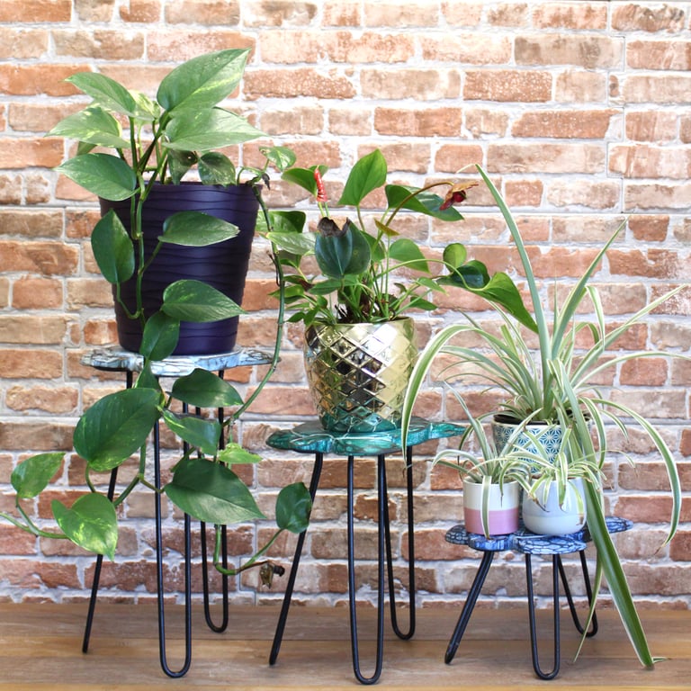 3 Piece Albasia Wood Turtle Plant Stand Set