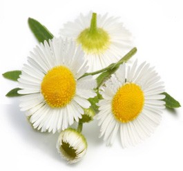 Argan Solid Shampoo Loaf (Chamomile & Lemon) - Nourishing Hair Care