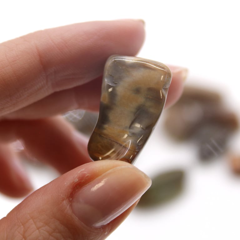 Museum Quality Natural Petrified Wood Tumble Stone - Precious Fossil Stone