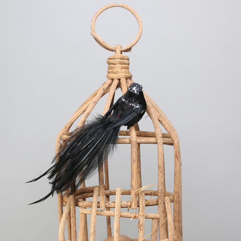 Black Princess Bird with Clip - Exotic Feathered Pet for Sale