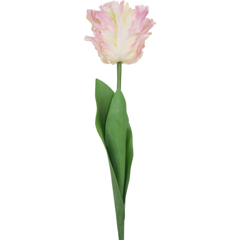 Light Pink Parrot Tulip - Beautiful Floral Home Decor, Garden Decoration with Unique Bulb Variety