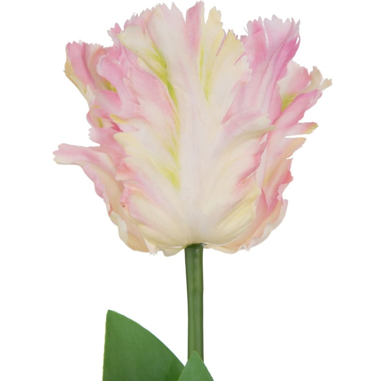 Light Pink Parrot Tulip - Beautiful Floral Home Decor, Garden Decoration with Unique Bulb Variety