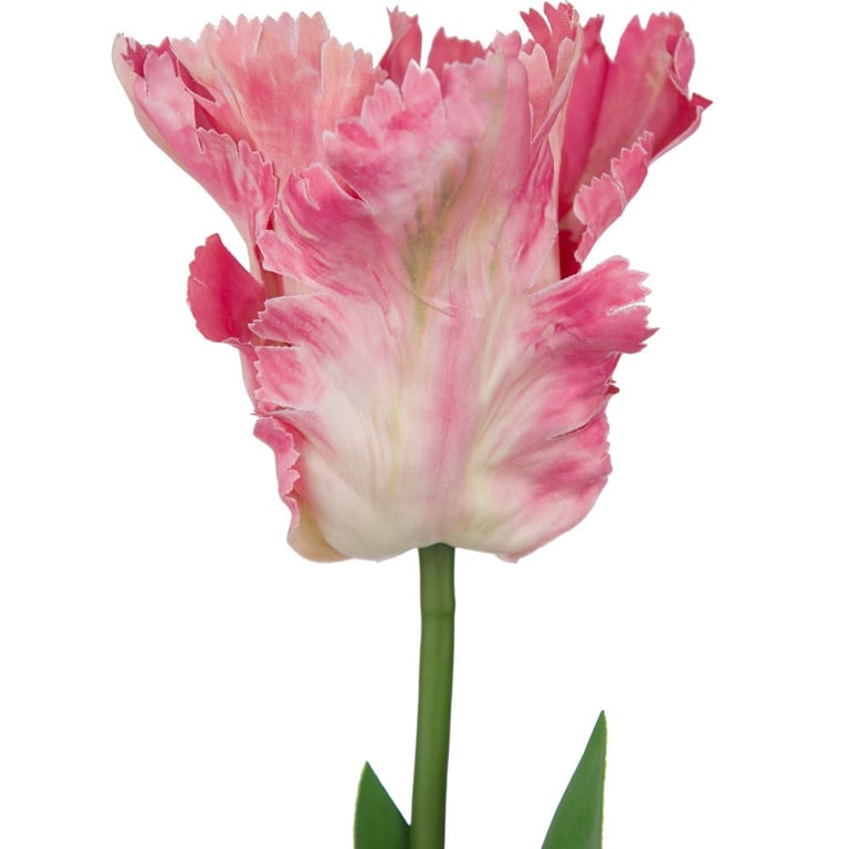 Tulip Pink Parrot Variety - Vibrant Home & Garden Decor Flower Arrangement
