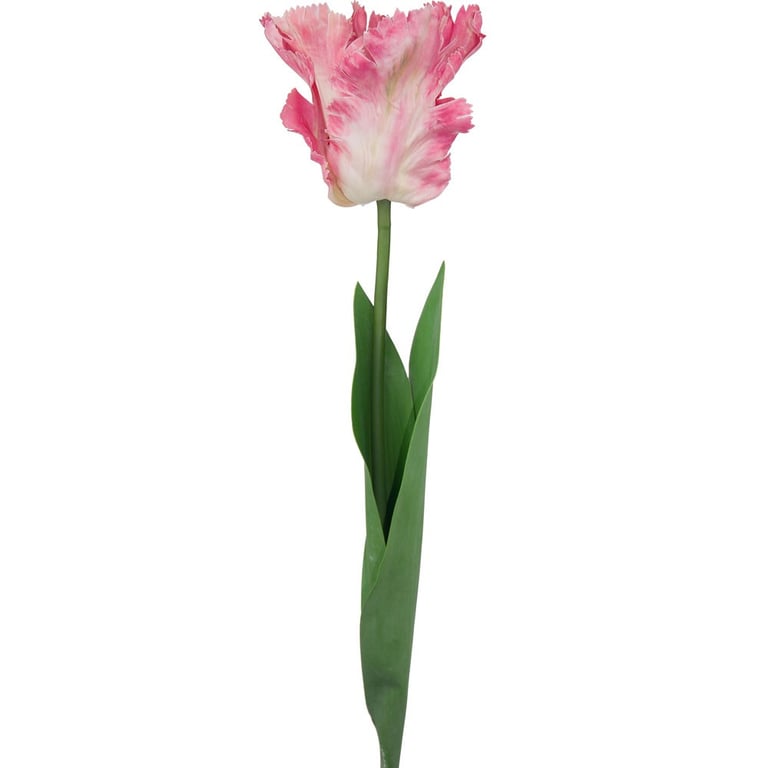Tulip Pink Parrot Variety - Vibrant Home & Garden Decor Flower Arrangement